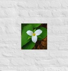 Wall Art Print | BabyBull