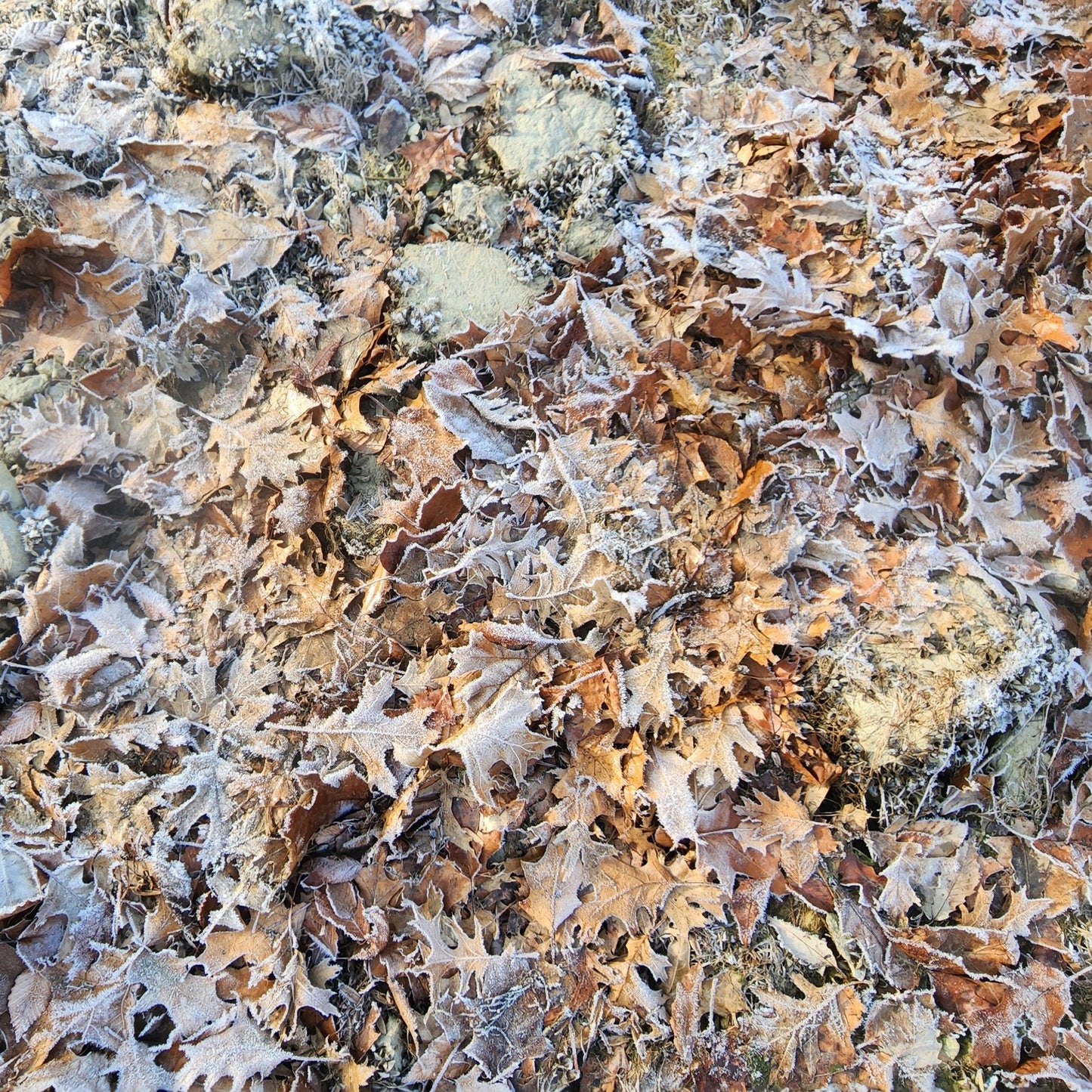 Winter Shoreline Abstract No.6 Frosted Autumn Leaves, Ice Crystals Minimalist Winter Nature Wall Art Calm Photography Digital Download