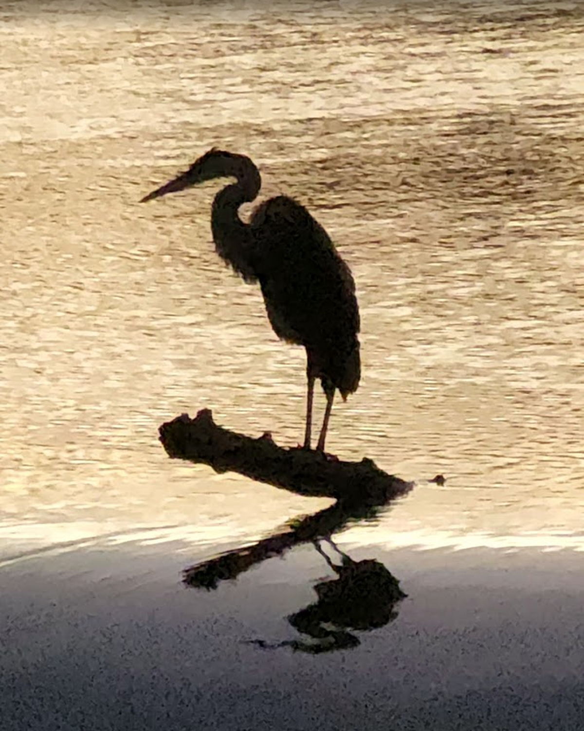 Golden Heron — Great Miami River | Free Digital Art Download