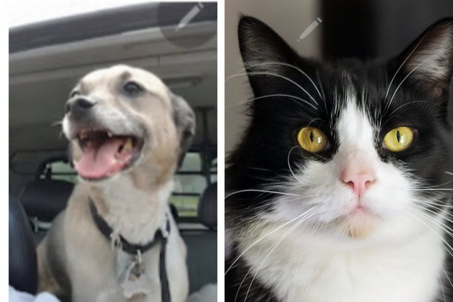 Dogs & Cats