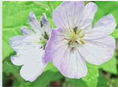 Pink Stripey Flower — Alive in Bloom