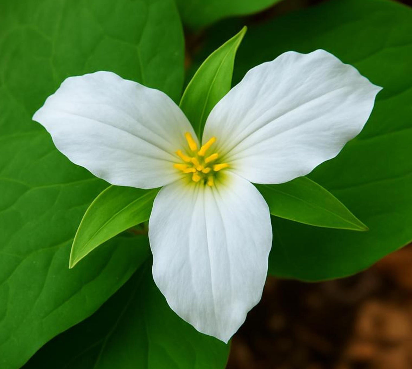 White Trillium Botanical Print, Minimalist Woodland Flower Art
