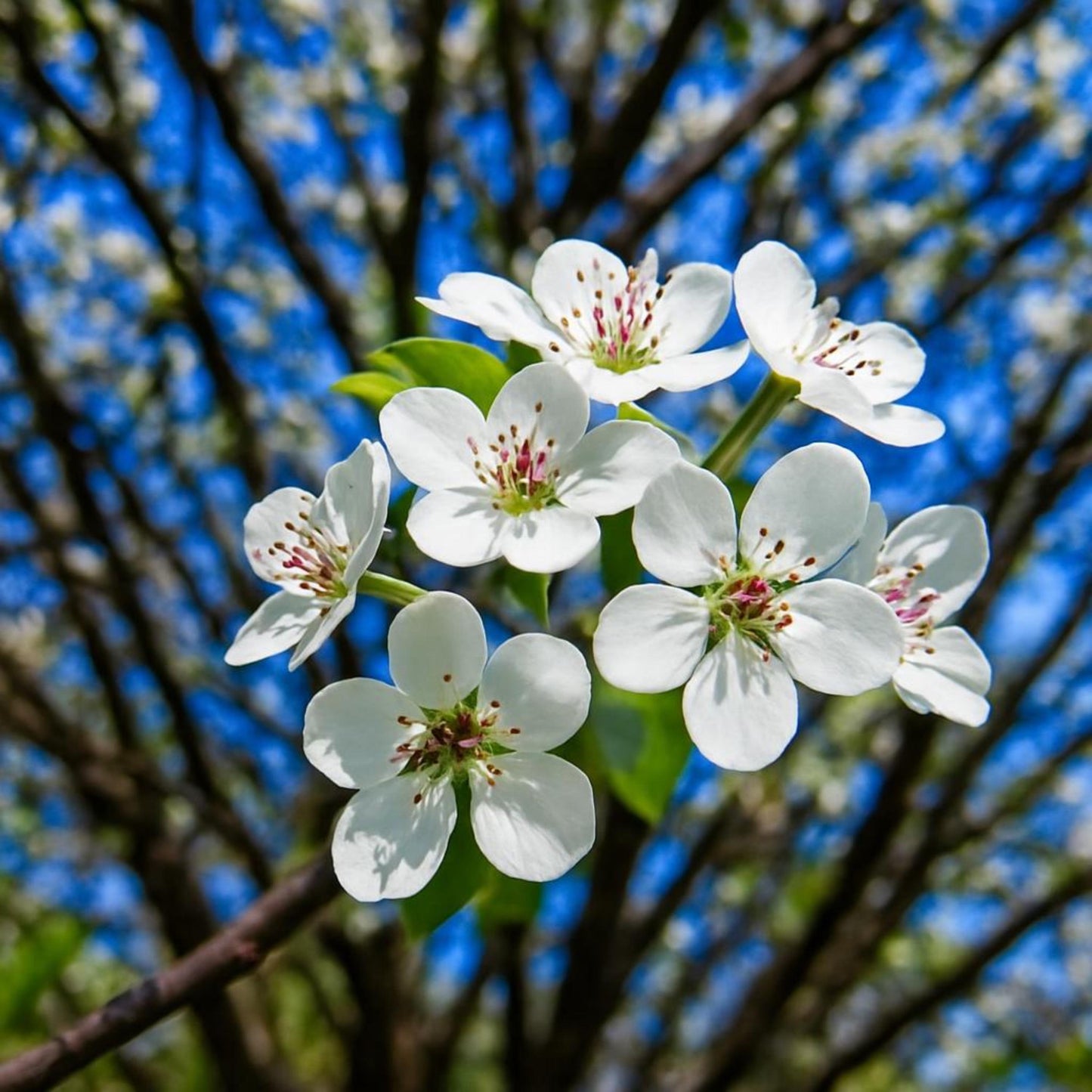 Cherry Blossom Fine Art Print • Spring Floral Wall Decor