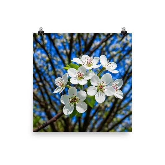 Cherry Blossom Wall Art Print • White Spring Blooms on Blue Sky • Botanical Nature Decor • 12x12 16x16 Minimalist Floral Poster •