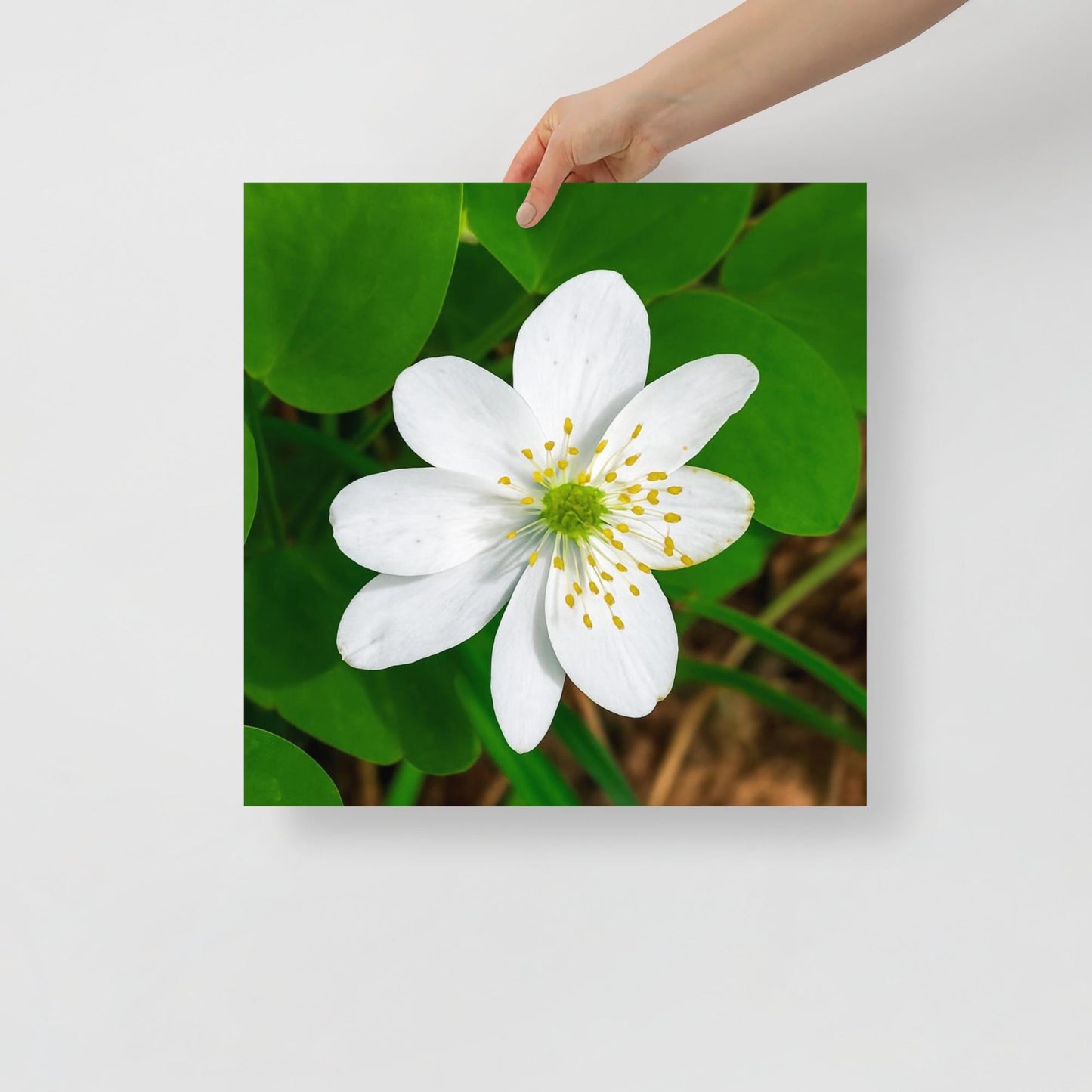 Wood Anemone Wall Art | White Wildflower Print | Botanical Nature Photography | Square Green Home Decor
