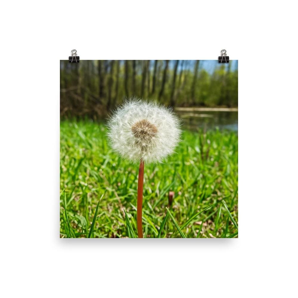Make a Wish Dandelion Wall Art Print – Square Nature Photography, Green Botanical Home Decor, Minimalist Flower Poster,