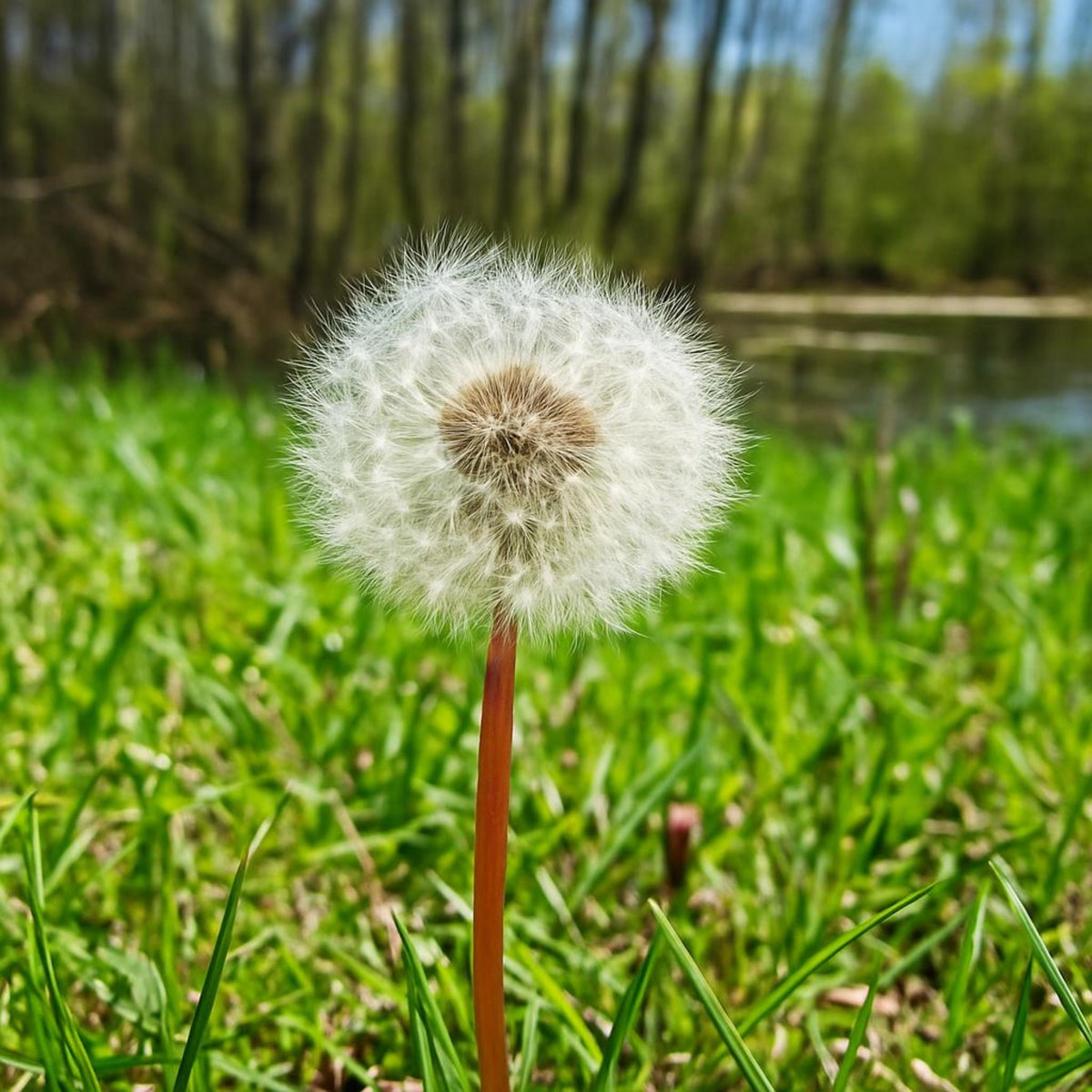 Dandelion Fine Art Photography Print – Arlek Hope Gallery