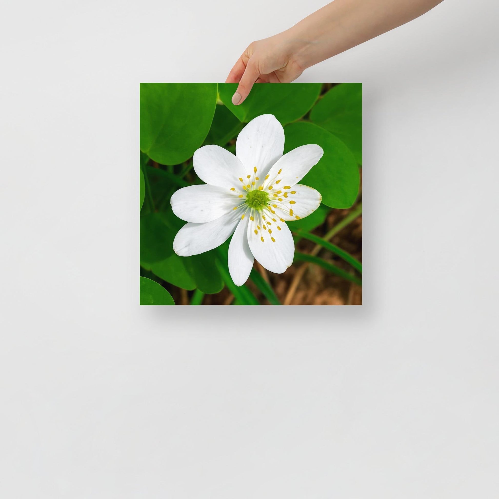 Wood Anemone Wall Art | White Wildflower Print | Botanical Nature Photography | Square Green Home Decor