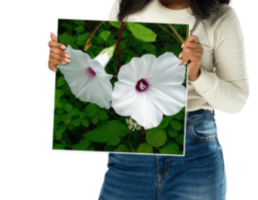 White Morning Glory Botanical Print • Minimalist Floral Wall Art
