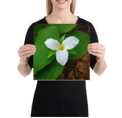 White Trillium Botanical Print, Minimalist Woodland Flower Art