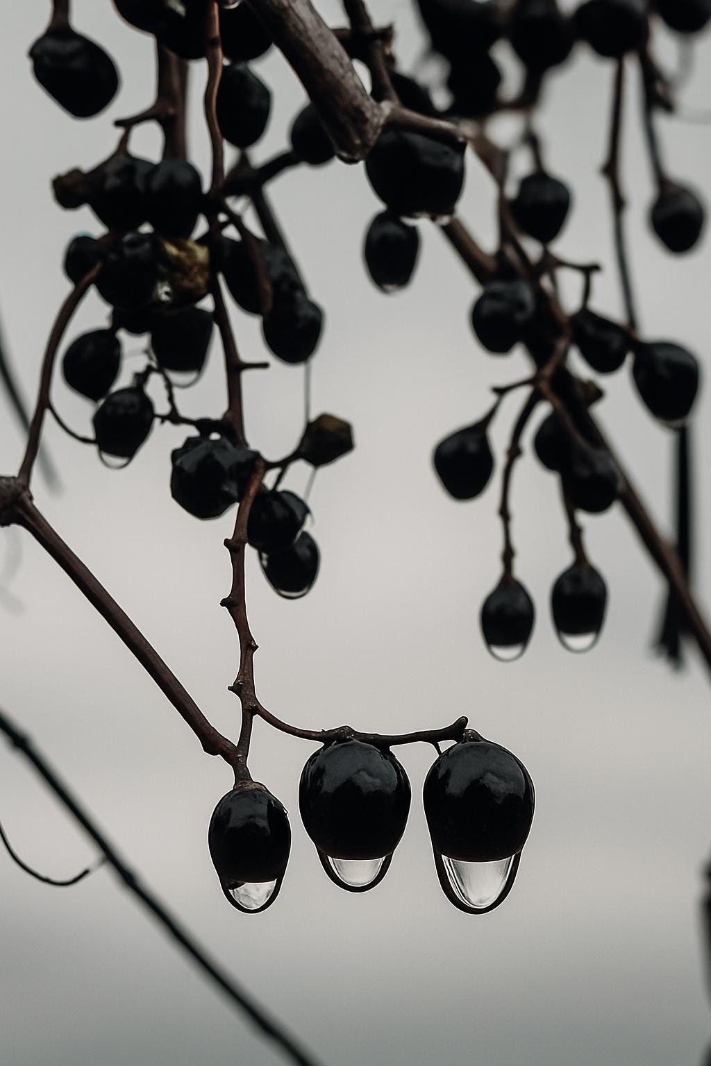Winter Droplet Study No. 9 – Ink-Black Berries in the Cold Light