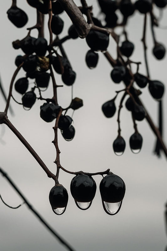 Winter Droplet Study No. 9 – Ink-Black Berries in the Cold Light