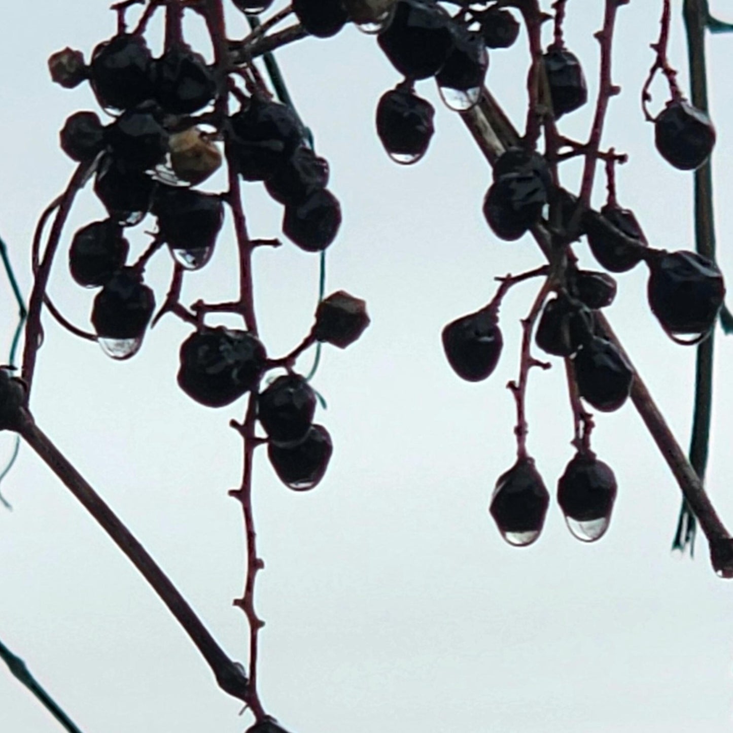Winter Berry Macro No.8 – Frosted Purple Berries Fine Art Photography