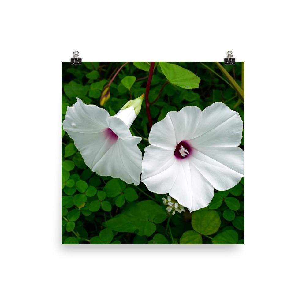 White Morning Glory Botanical Print • Minimalist Floral Wall Art