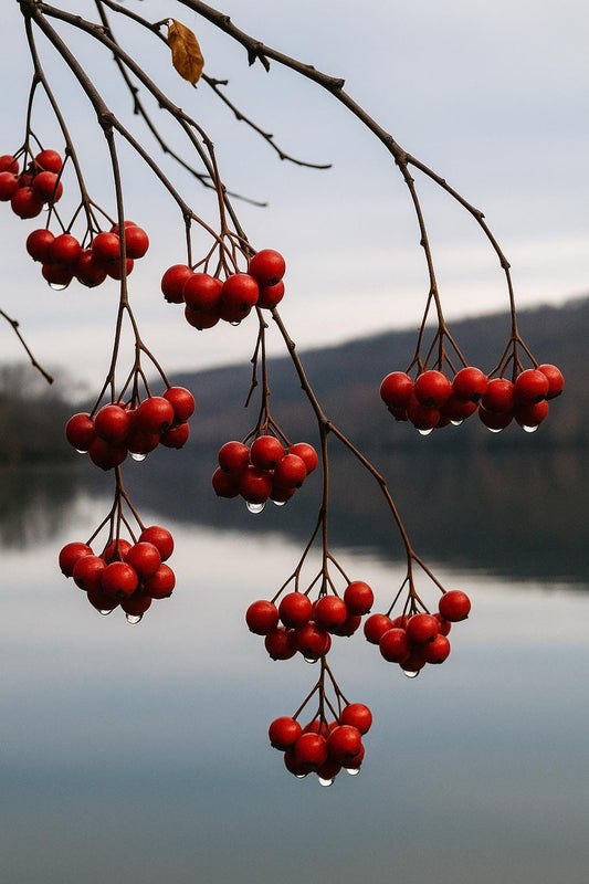 Winter Red Berries No.1 – Vibrant Red Berries on Branch – Moody Winter Nature Photography – Minimalist Wall Art – Calm Lake Landscape Print