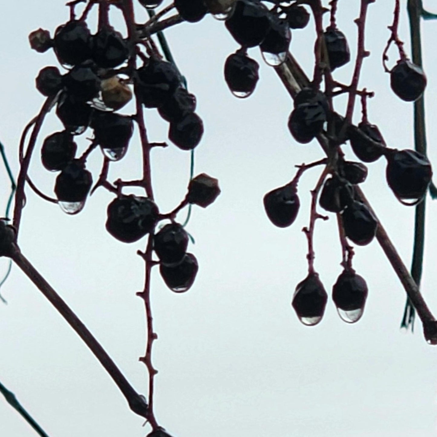 Winter Berry Macro No.8 – Frosted Purple Berries Fine Art Photography