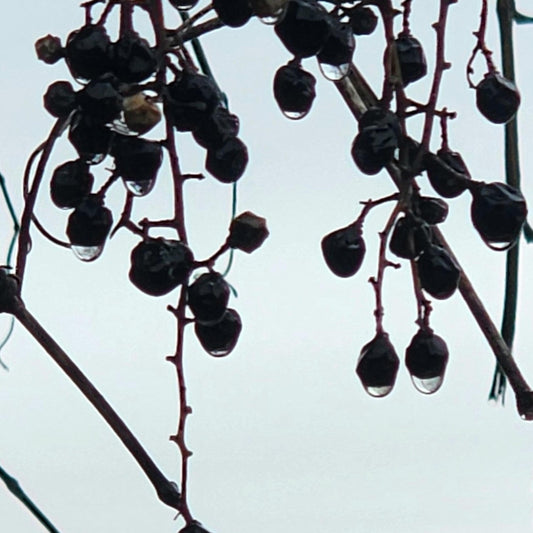 Winter Berry Macro No.8 – Frosted Purple Berries Fine Art Photography