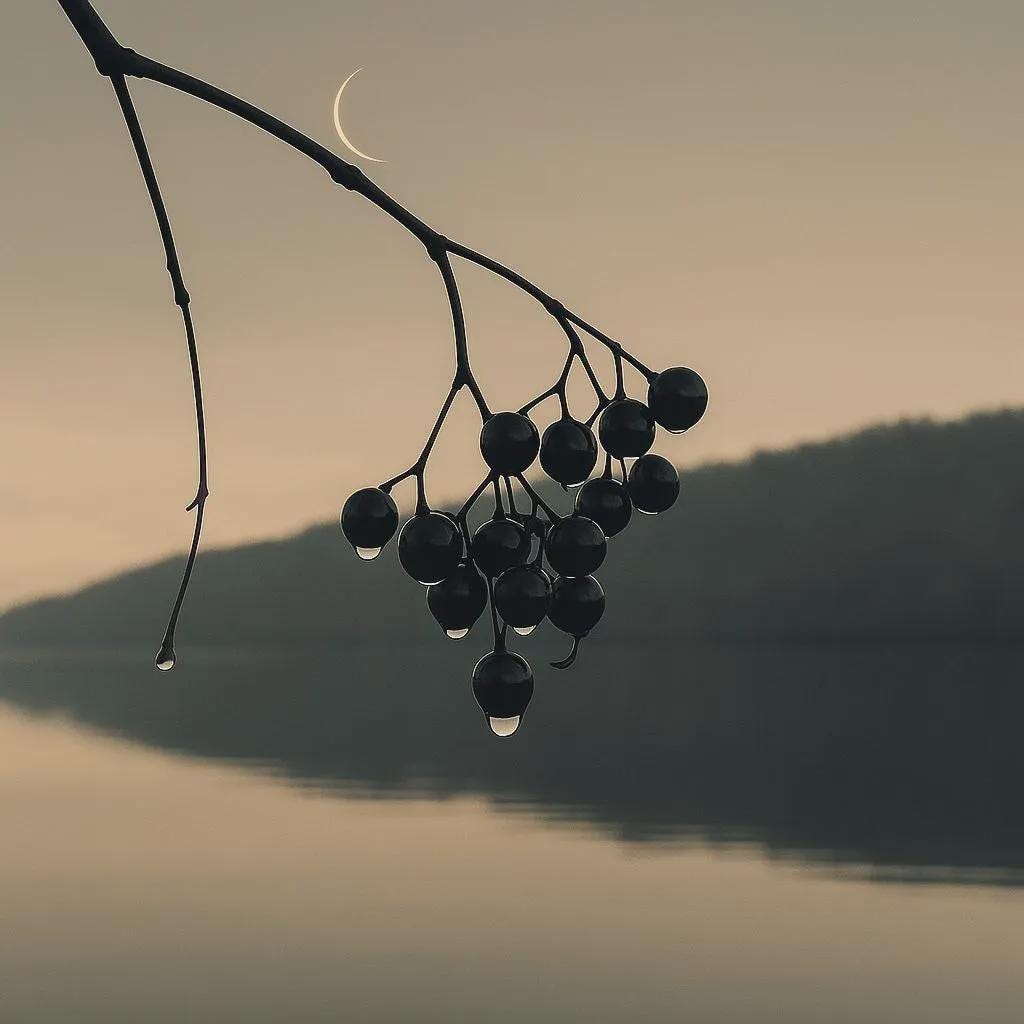 Winter Berries No.1 – Minimalist Nature Art with Water Droplets & Soft Morning Sky