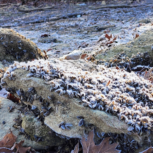 Winter Shoreline Abstract No.9 — Frosted Rock & Ice Cluster Macro | Blue Minimalist Winter Wall Art | Nature Photography Digital Download