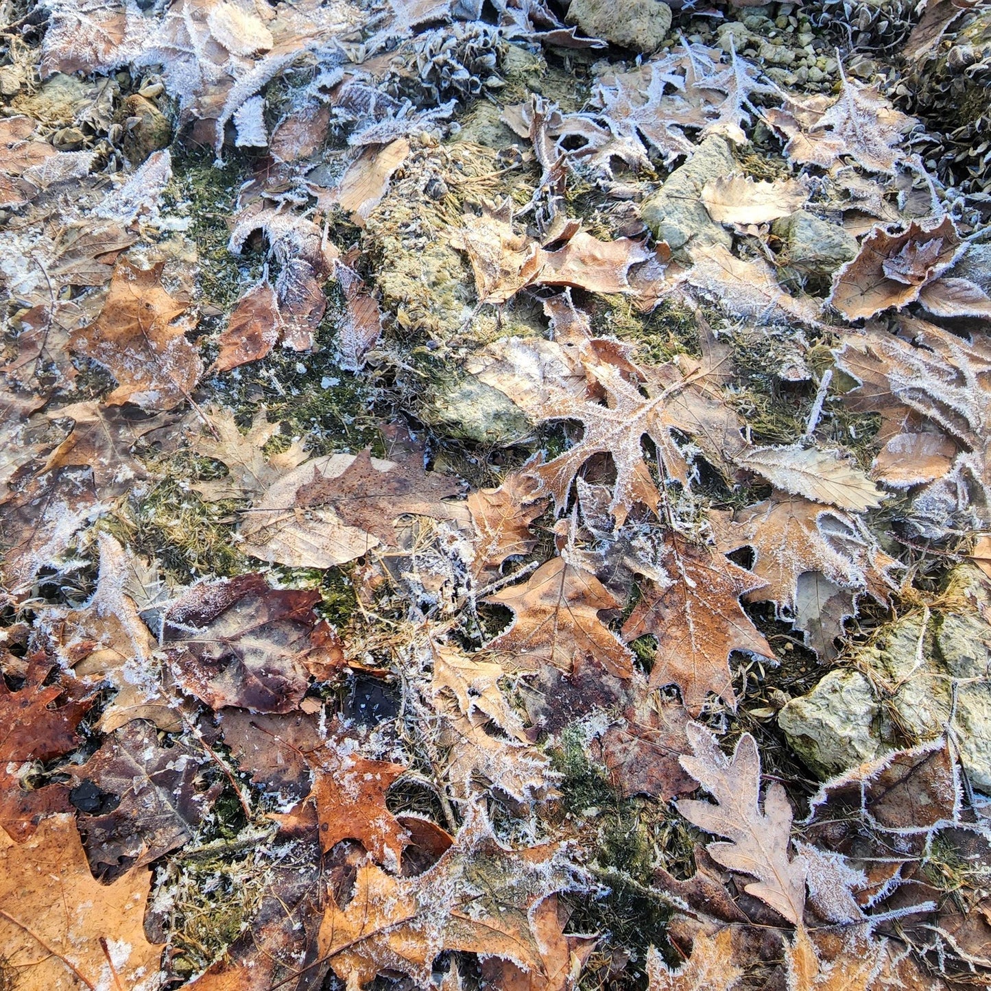 Winter Shoreline Abstract No.5 — Frosted Stone & Ice Layers | Blue Minimalist Nature Wall Art | Winter Photography Digital Download