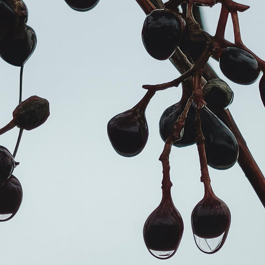 Berry Drip No. 11 — Stillness in Winter