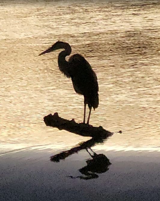 Golden Heron — Great Miami River | Free Digital Art Download